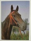 STADNINA KONI W LISKACH. KLACZ LIVONIA UR. 1980 FOT. STACHURSKI