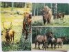 PUSZCZA BIAŁOWIESKA. JELEŃ (CERVUS ELAPHUS) ŻUBRY, KONIKI TYPU TARPANA FOT. RACZKOWSKA