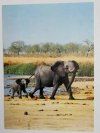 SŁOŃ Z MŁODYM (LOXODONTA AFRICANA)