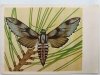 ZAWISAK BOROWIEC KRAJOWY MOTYL NOCNY