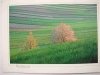 ROZTOCZE. POLA WSI SOCHY FOT. LIPIEC