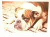 BULDOG ANGIELSKI FOT. T. BILIŃSKI