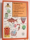ILUSTROWANY SŁOWNIK BIOLOGICZNY - Neil Curtis 1996