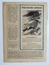 HODOWCA GOŁĘBI POCZTOWYCH NR 2 1966