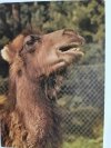 WIELBŁĄD DWUGARBNY – CAMELUS BACTRIANUS FOT. RACZKOWSKA