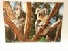 KOALAS. THE MOST POPULAR MARSUPIAL IN THE WORLD
