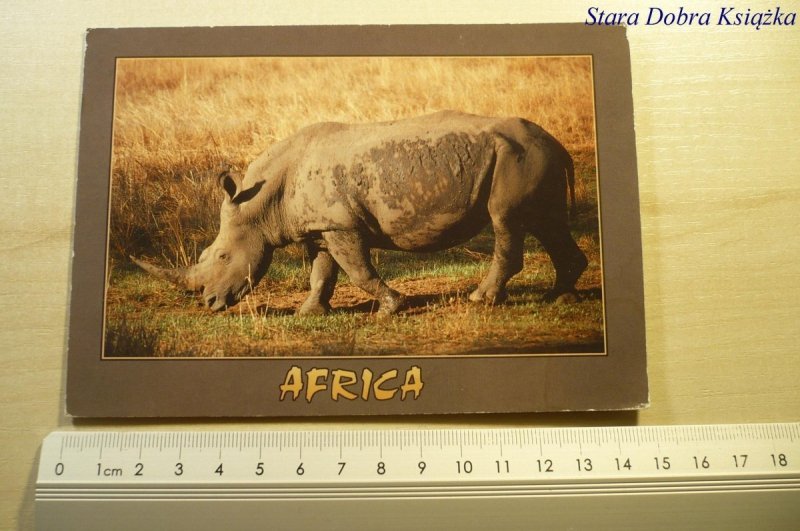 AFRICA. SQUARE-LIPPED RHINO FOT. GUY HALLIDAY
