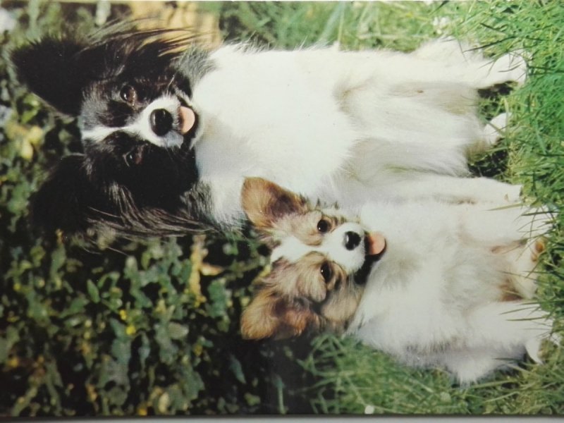 PAPILLON - MOTYLEK FOT. Z. SAMKOVA