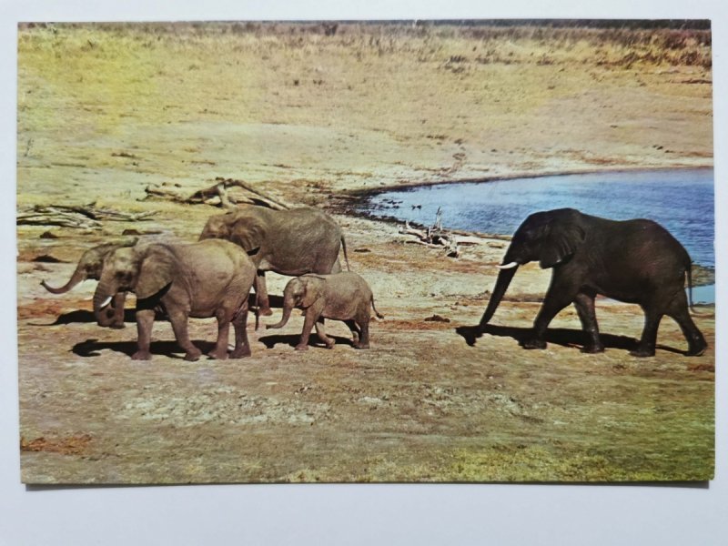 RODZINA SŁONI ZIMBABWE