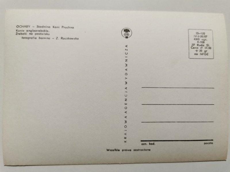 OCHABY – STADNINA KONI PRUCHNA. KONIE ANGLOARABSKIE. ŹREBAKI NA PASTWISKU