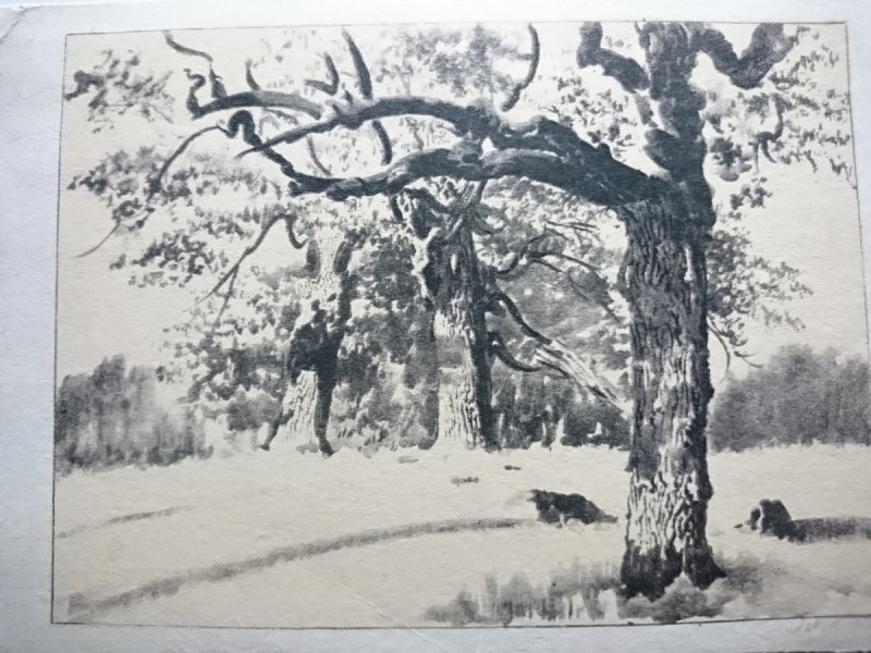 LEON WYCZÓŁKOWSKI. DĘBY Z PUSZCZY BIAŁOWIESKIEJ