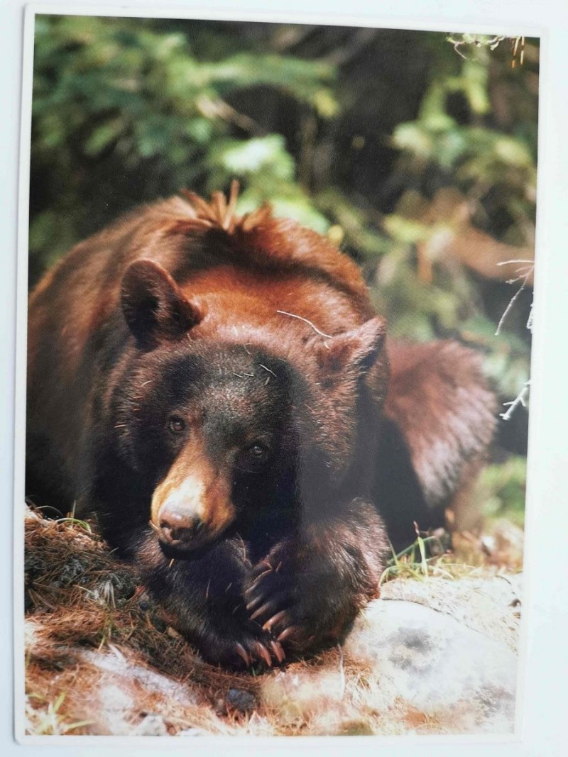 BLACK BEAR (URSUS AMERICANUS) ODPOCZYWAJĄCY FOT. DANIEL J. COX