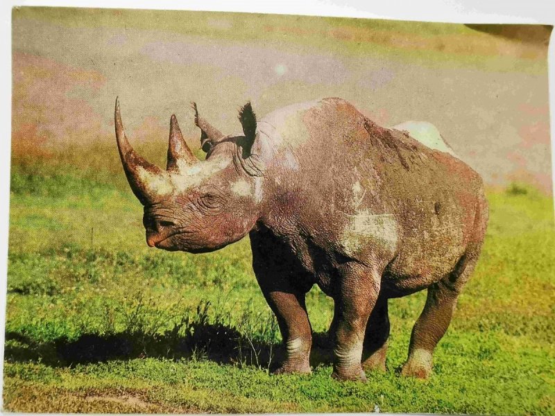 SPITZMAULNASHORN FOT. SCHULZ