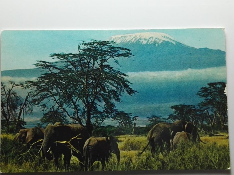 AFRICAN WILD LIFE - ELEPHANTS 1