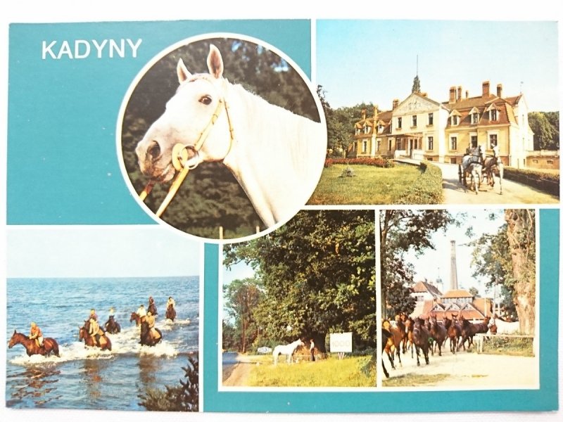 STADNINA KONI KADYNY. MONTPARNASSE – OGIER CZOŁOWY FOT. Z. GRABOWIECKI