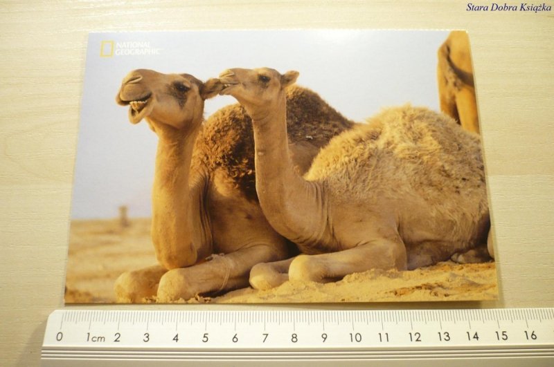 DROMEDARY CAMELS