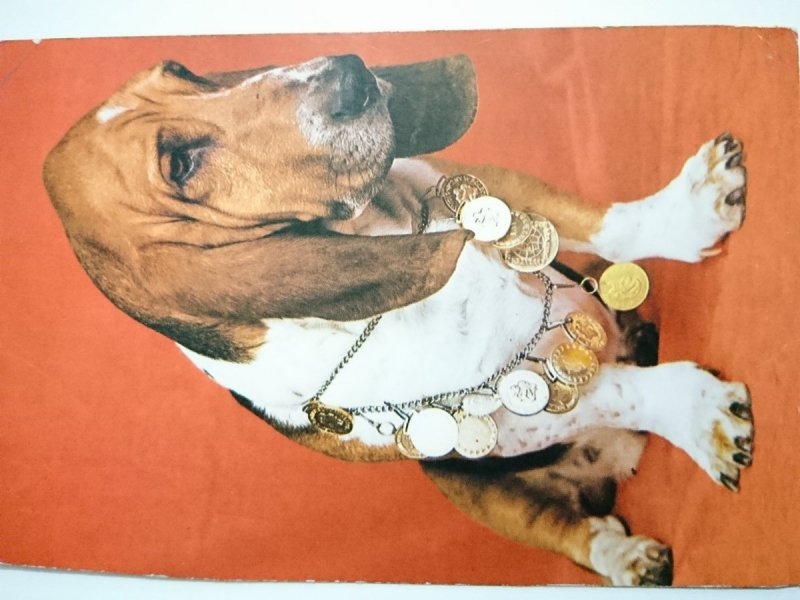 BASSET HOUND FOT. T. BILIŃSKI