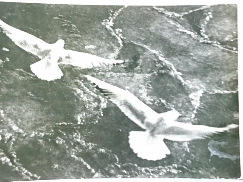 MEWY. SEA-GULLS