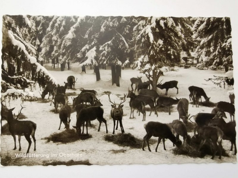 WILDFUTTERUNG IM OBERHARZ