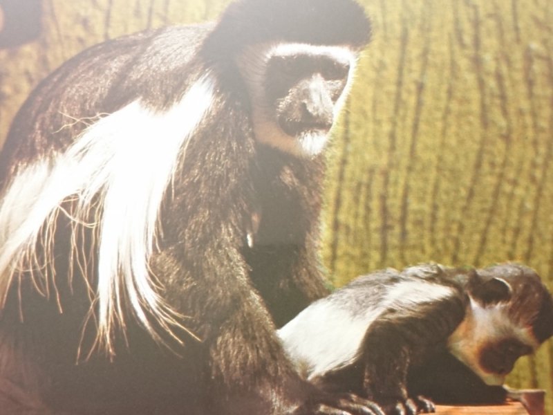 COLOBUS GUEREZA FOT. MIROSLAV KROB