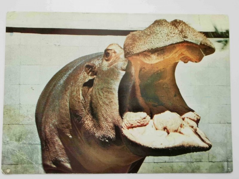 POZNAŃ. MIEJSKI OGRÓD ZOOLOGICZNY. HIPOPOTAM FOT. KACZYŃSKI