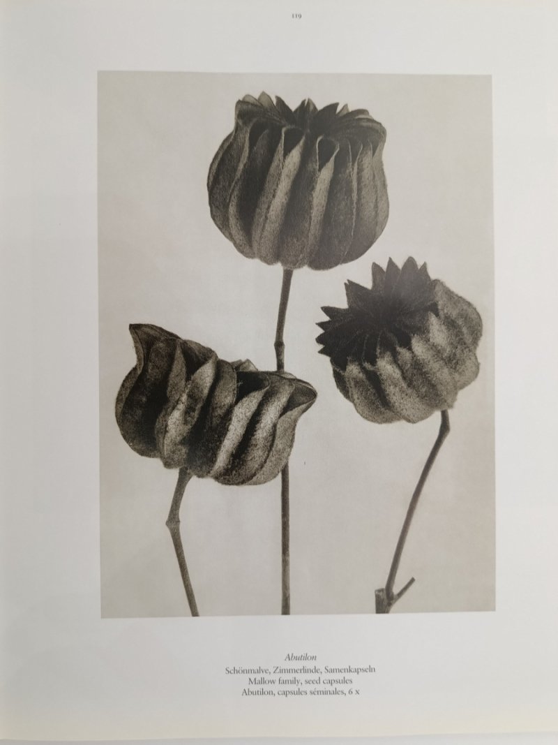 KARL BLOSSFELDT 25. TASCHEN