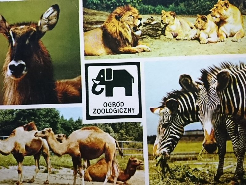 KATOWICE-CHORZÓW. OGRÓD ZOOLOGICZNY FOT RACZKOWSKA