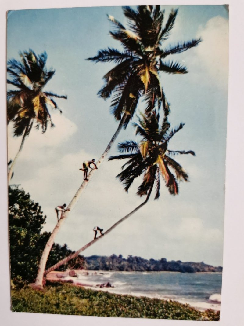 AFRICA IN PICTURES. PICKING COCOA-NUTS