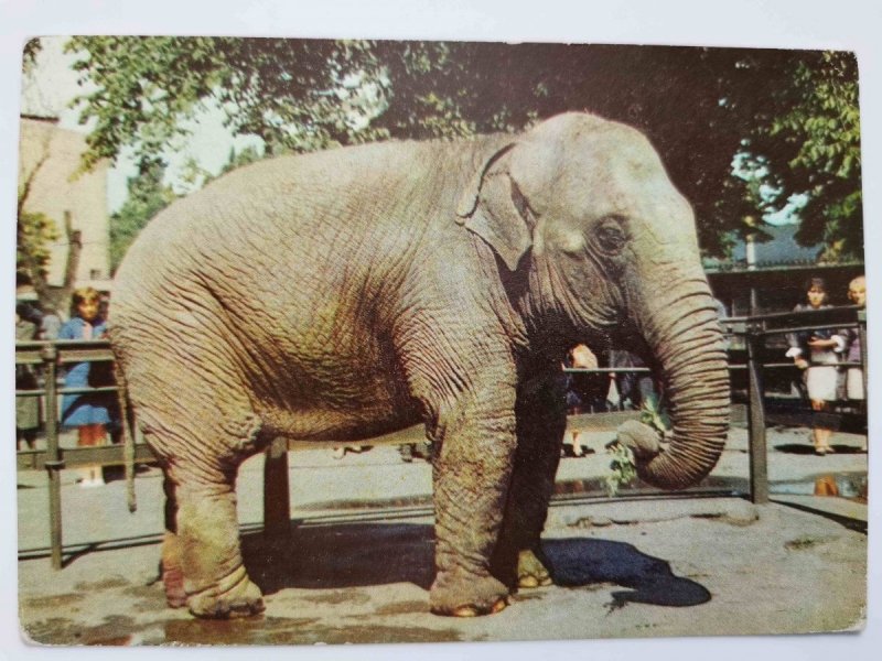 POZNAŃ. MIEJSKI OGRÓD ZOOLOGICZNY. SŁOŃ INDYJSKI. ELEPHAS MAXIMUS