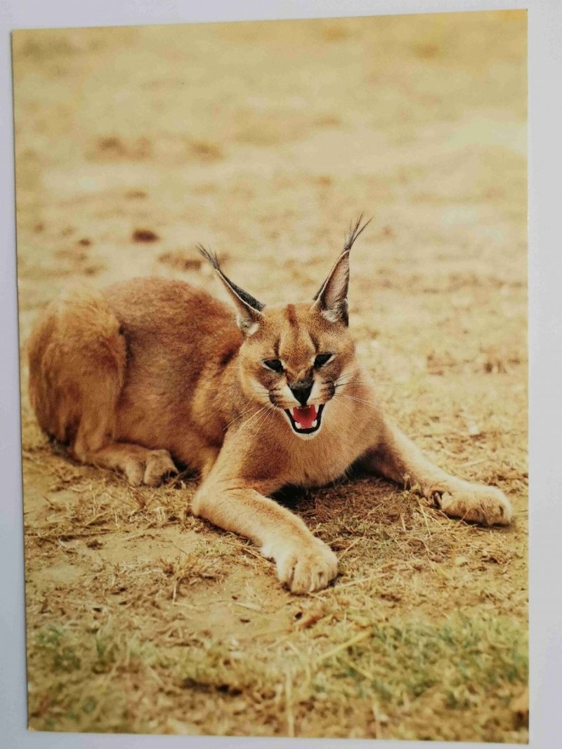RYŚ (LYNX LYNX)