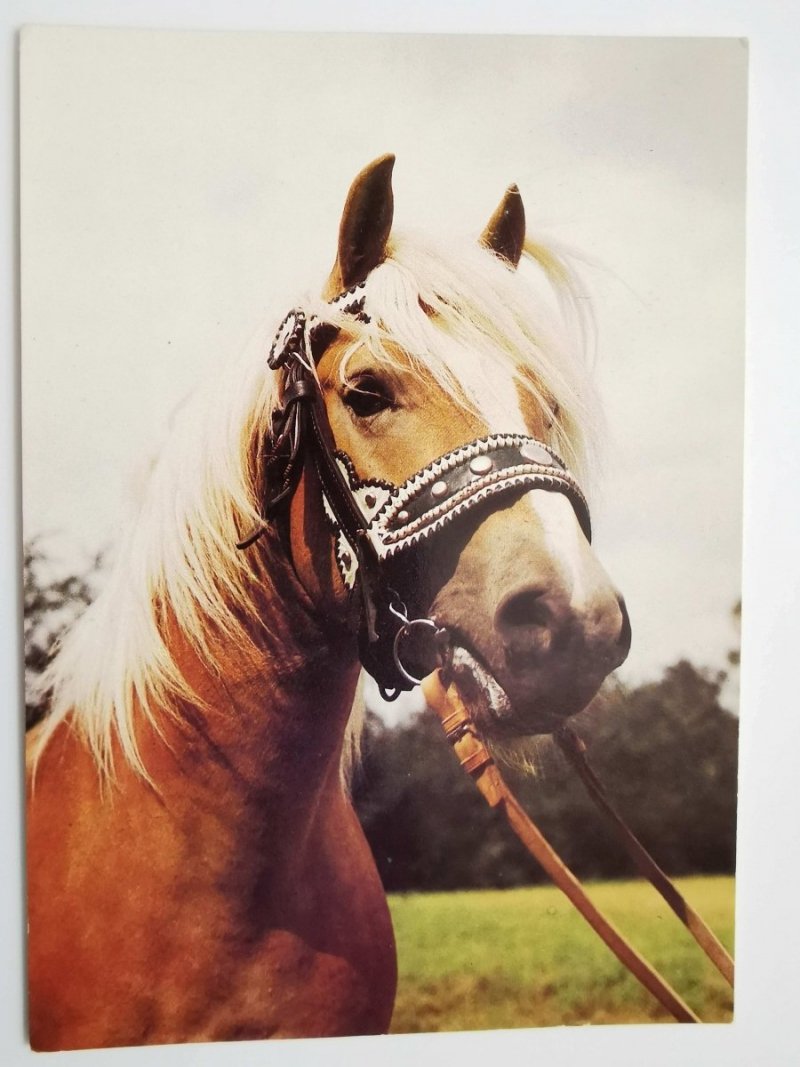 HAFLINGER FOT. TYLINEK