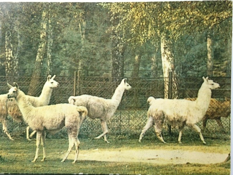 LAMA, LAMA GLAMA. KRAKOWSKI OGRÓD ZOOLOGICZNY