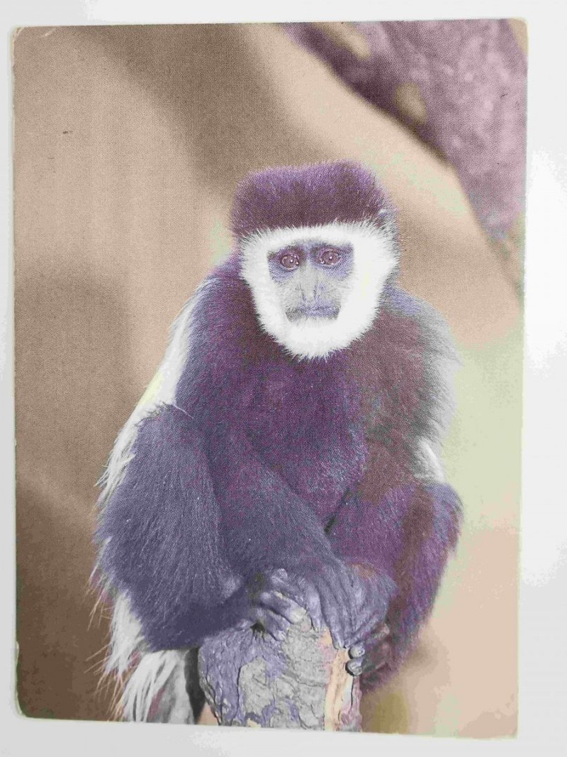 WIELKOPOLSKI PARK ZOOLOGICZNY W POZNANIU. GEREZA BIAŁOBRODA FOT. STACHURSKI