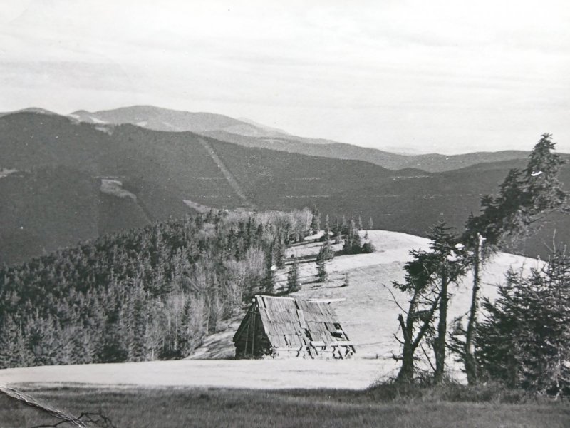 BESKID ŻYWIECKI - NA HALI BĘDOSZKI... FOT. MOSKAŁA