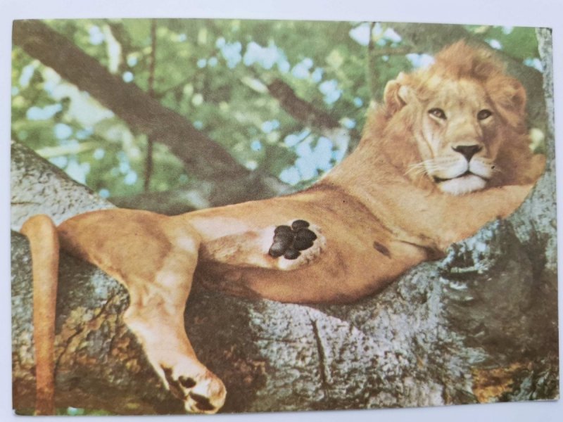 FAUNA AFRICANA. LEDO – LION