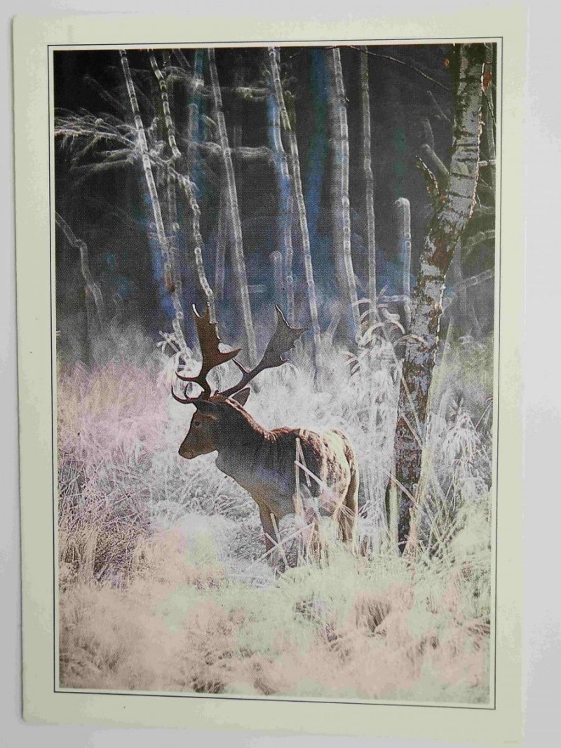 DANIEL – DAMHIRSCH – FALLOW DEER FOT. STACHURSKI