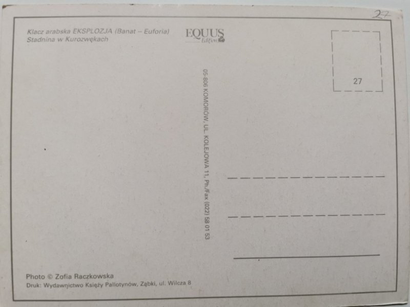 KLACZ ARABSKA EKSPLOZJA (BANAT-EUFORIA) STADNINA W KUROZWĘKACH FOT. RACZKOWSKA