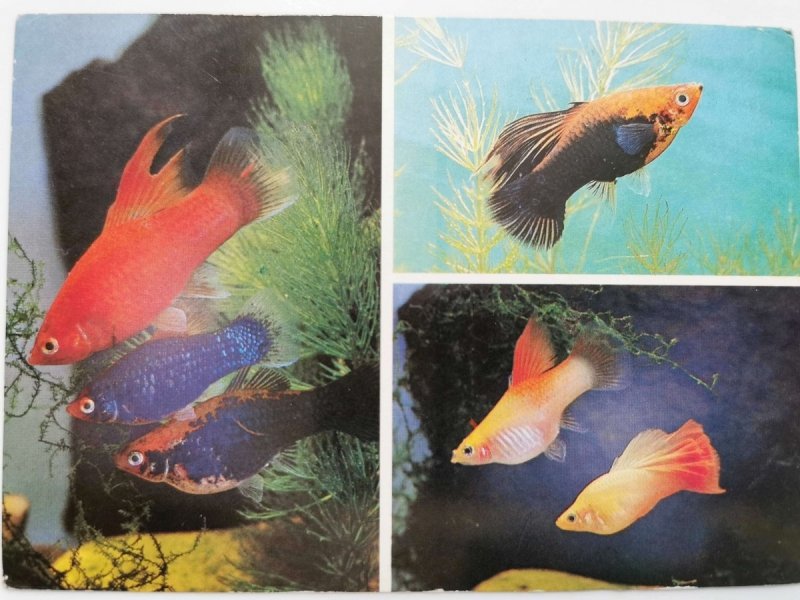 RYBY AKWARIOWE. XIPHOPHORUS MACULATUS, XIPHOPHORUS VARIATUS