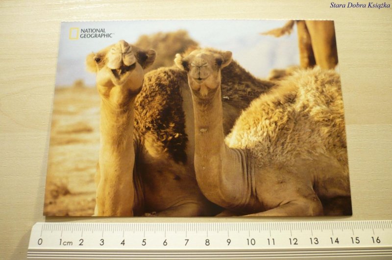 DROMEDARY CAMELS (CAMELUS DROMEDARIUS)