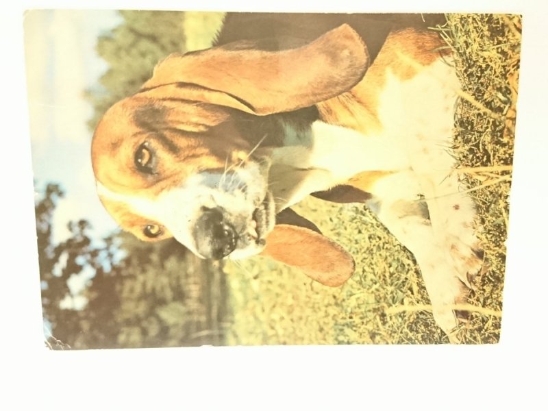 BASSET HOUND FOT. Z. WDOWIŃSKI