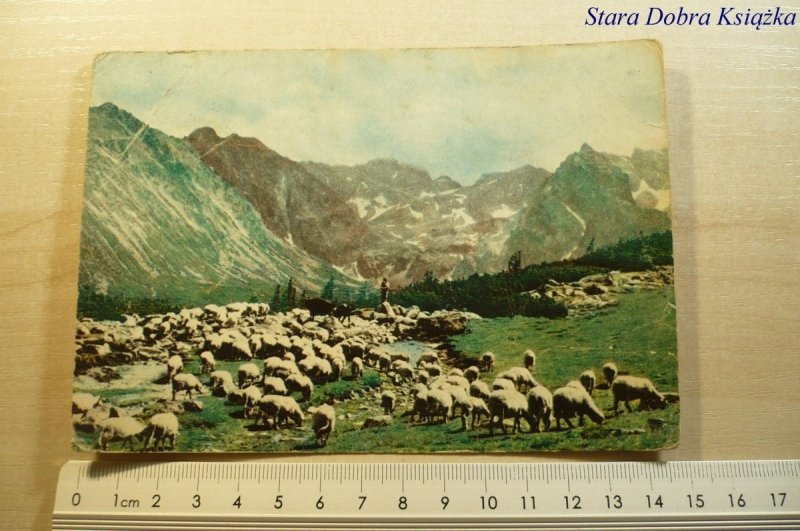 TATRY WYSOKIE OWCE NA HALI GĄSIENICOWEJ FOT WERNER