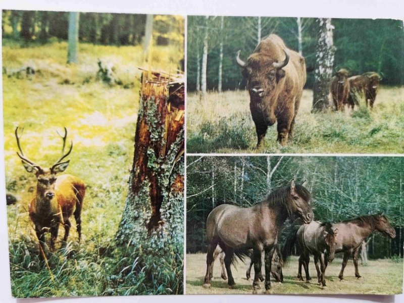 PUSZCZA BIAŁOWIESKA. JELEŃ (CERVUS ELAPHUS) ŻUBRY, KONIKI TYPU TARPANA FOT. RACZKOWSKA