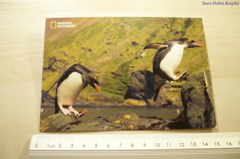 MACARONI PENGUINS