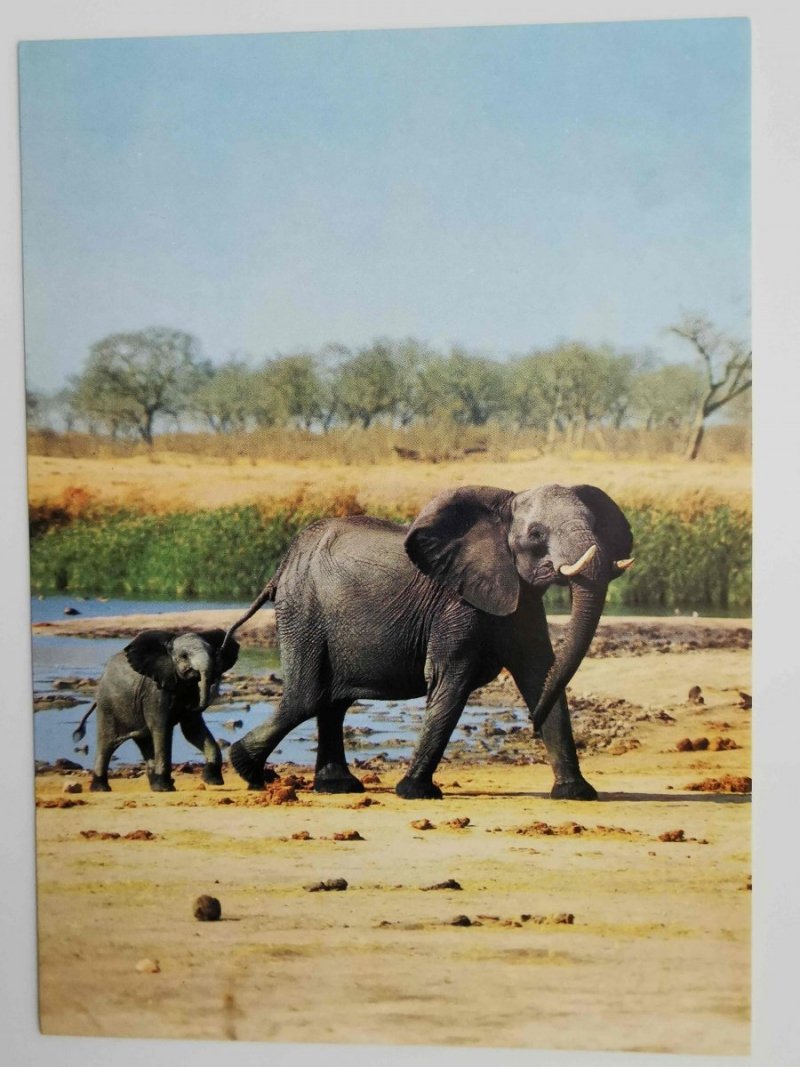SŁOŃ Z MŁODYM (LOXODONTA AFRICANA)
