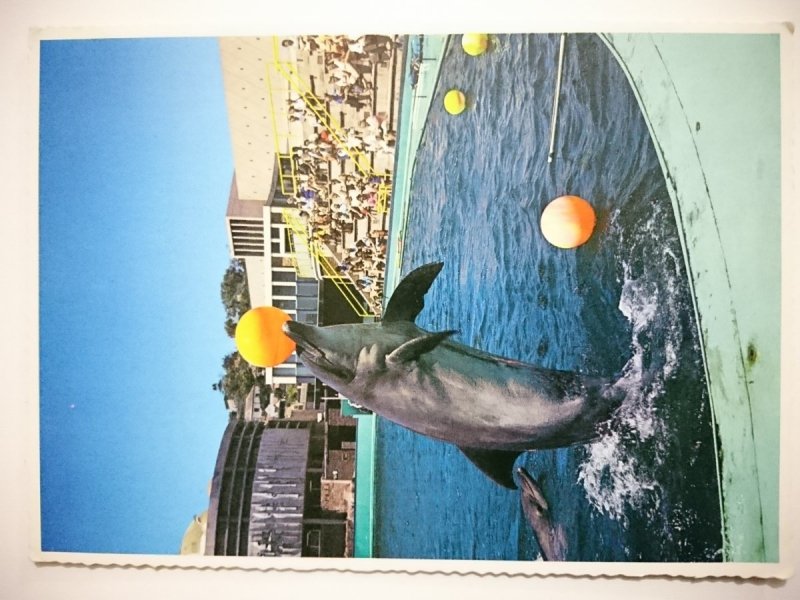 PORT ELIZABETH. OCEANARIUM - FANTASTIC BALANCING ACT PERFORMED BY THE DOLPHIN