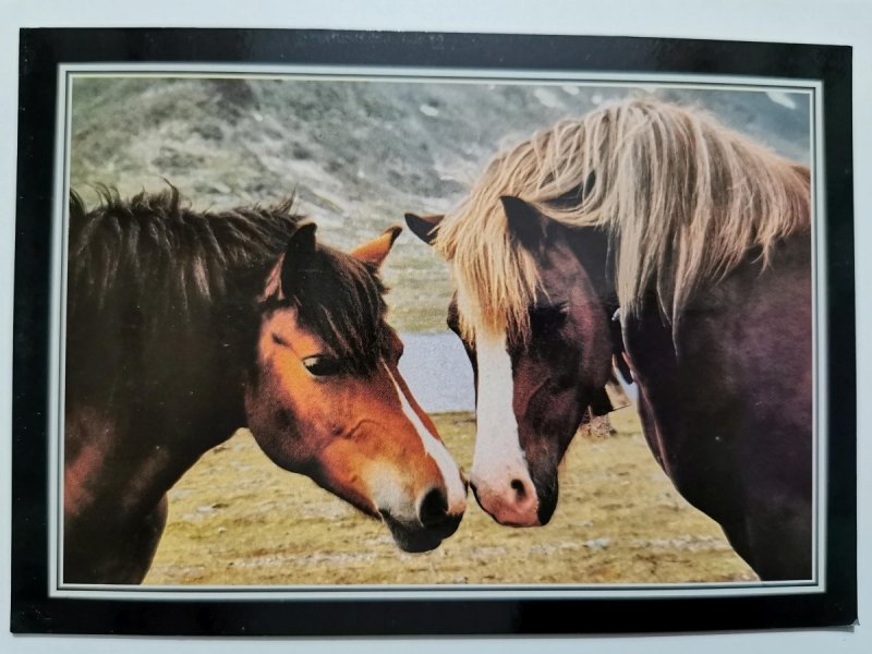 NORWESKIE KONIE RASY DOLE FOT. RACZKOWSKA