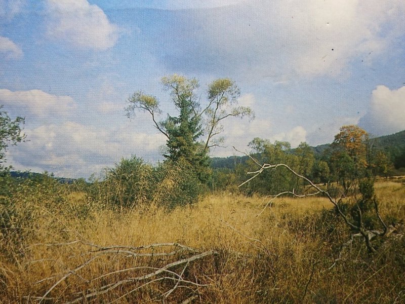 KRAJOBRAZ LEŚNY FOT. A. STACHURSKI