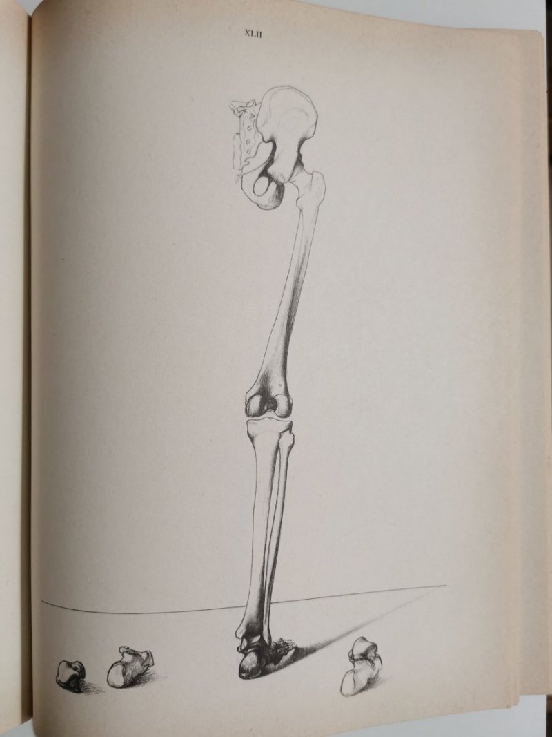 ANATOMIA DLA ARTYSTY - Jeno Barcsay 