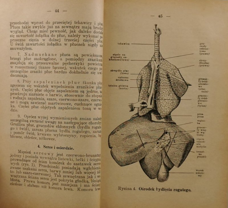 PODRĘCZNIK PRAKTYCZNEGO BADANIA MIĘSA - Dr. FIL. Franciszek Fischoeder