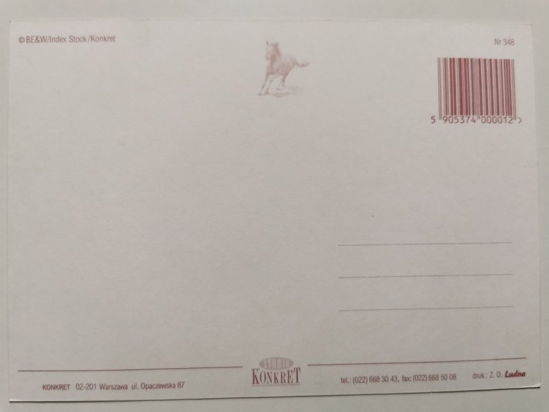 JASNY KOŃ ODPOCZYWAJĄCY NA PASTWISKU